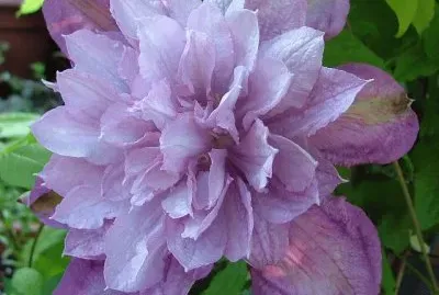 fleurs: clÃ©matite