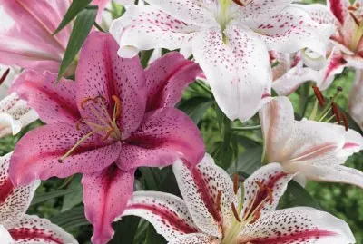 fleurs: lys jigsaw puzzle