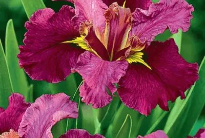 fleurs: iris jigsaw puzzle