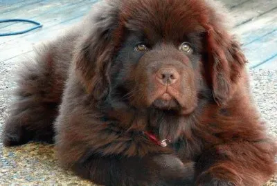 chien