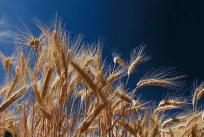 blÃ© jigsaw puzzle