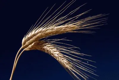 Ã©pi de blÃ© jigsaw puzzle