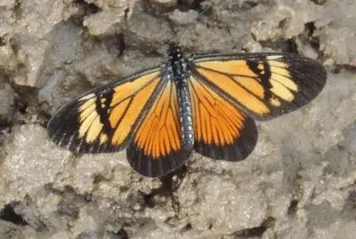 Mariposa