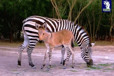 Zonkey