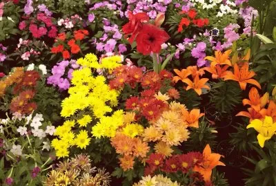flores