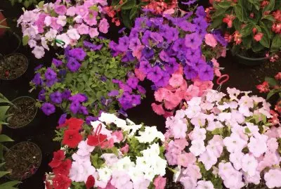flores