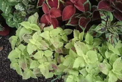 en verde