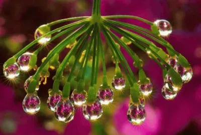 - flores de inexplicaveis beleza,(01)