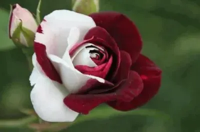- flores de inexplicaveis beleza,(02) jigsaw puzzle