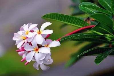 plumeria jigsaw puzzle