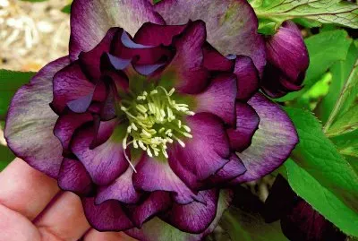 fleurs: hellÃ©bore