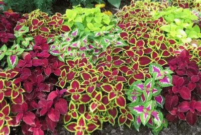 jardin