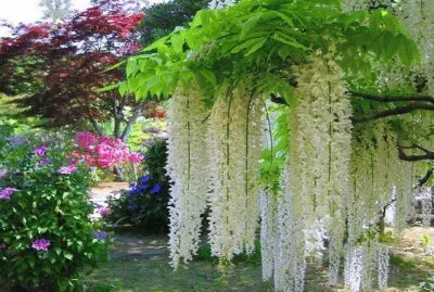 jardin