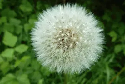 Dandelion
