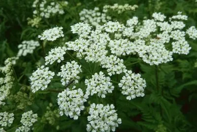 Cow Parsley