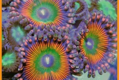 Sea Anemones