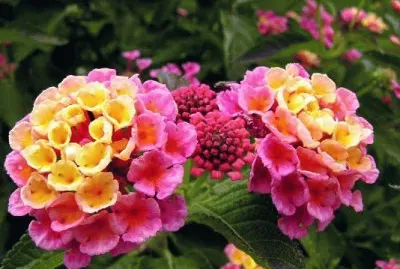 flor diferente abril