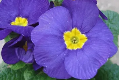 flor azul
