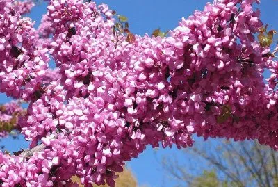 parque jigsaw puzzle