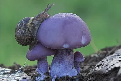 Mushrooms and Snail