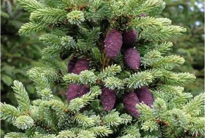 Pine Cones