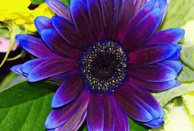 Purple blue Gerbera