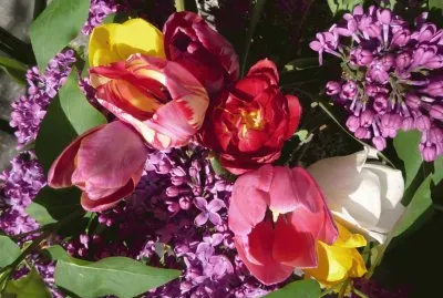 Flors