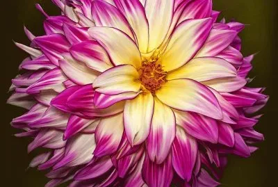 Summer gala Dahlia jigsaw puzzle