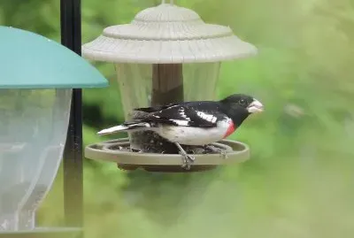 Rose Breasted Grosbeak