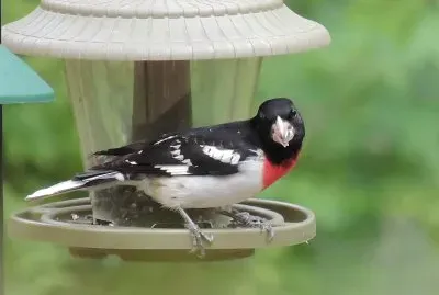 Rose Breasted Grosbeak