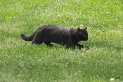 פאזל של Black Cat