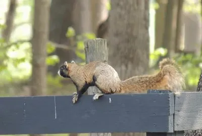 Fox Squirrel