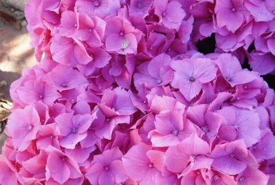hortensia jigsaw puzzle