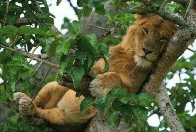 Lindo Gatito
