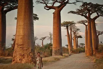 Baobabs gigantes