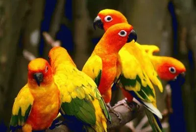 Parrots