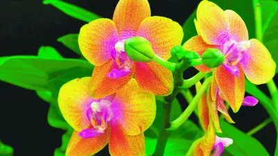 Orchids jigsaw puzzle