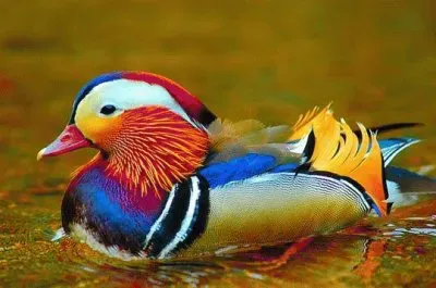 Colorful Duck