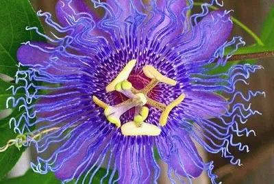 Passion Flower jigsaw puzzle