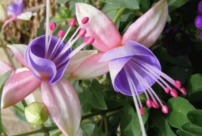 Fuschia jigsaw puzzle