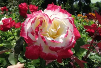 Double Delight Rose jigsaw puzzle