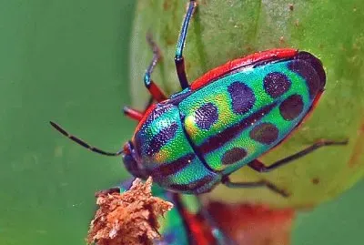 Rainbow Shield Bug