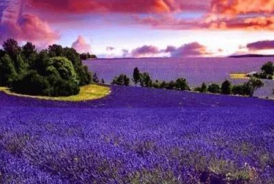 Lavender Fields
