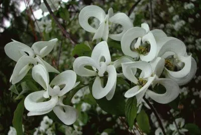 פאזל של - flores de inexplicaveis beleza,(12)