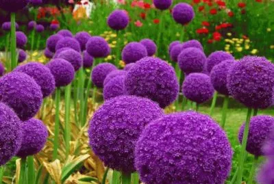 פאזל של - flores de inexplicaveis beleza,(15)