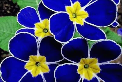 פאזל של - flores de inexplicaveis beleza,(18)