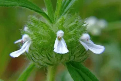 פאזל של - flores de inexplicaveis beleza,(23)