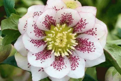 - flores de inexplicaveis beleza,(26) jigsaw puzzle