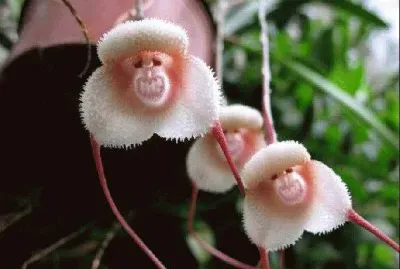 - flores de inexplicaveis beleza,(28)