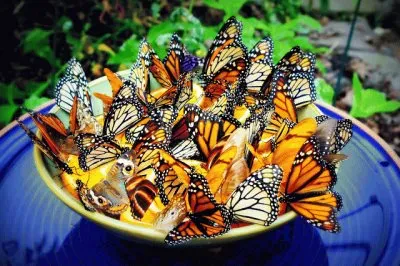 Butterfly Diner jigsaw puzzle